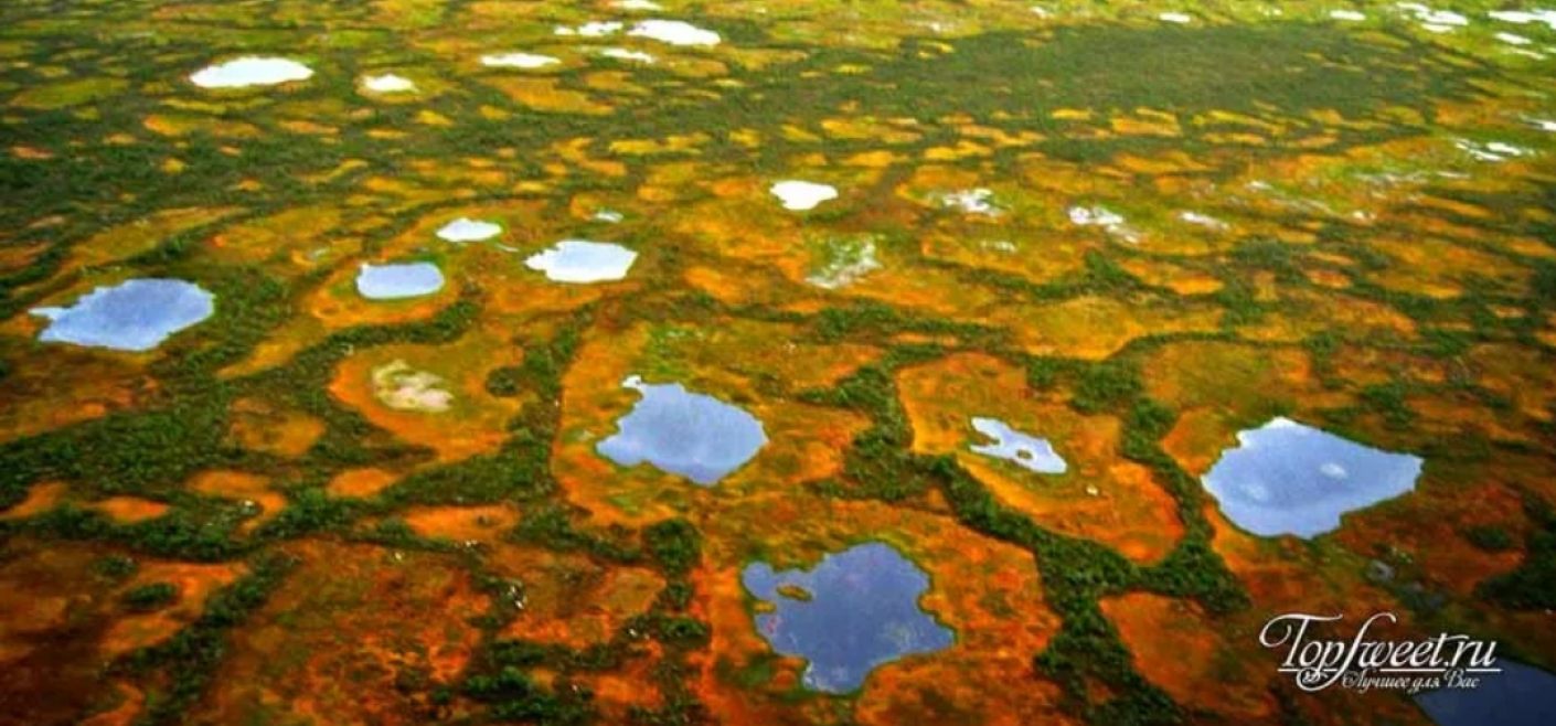 Самое большое болото новосибирской области. Васюганские болота площадь. Васюганское озеро. Васюганские болота торфяники. Васюганские болота, Западная Сибирь.