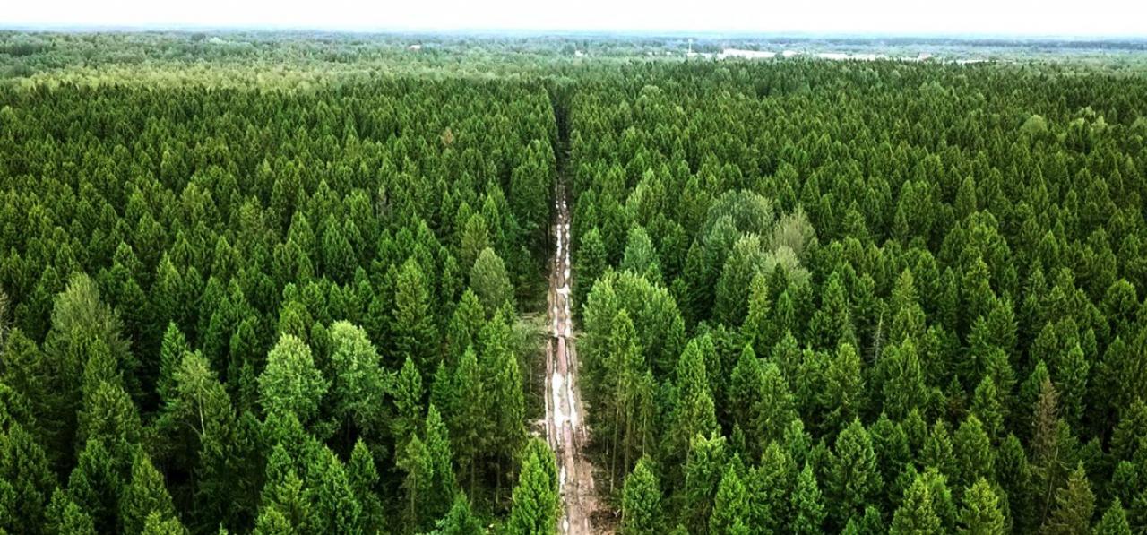 Земли лесного запаса. Лесной фонд Ростовской области. Лесные массивы Ростовской области. Хвойный лес в Ростовской области. Лесные ресурсы НСО.