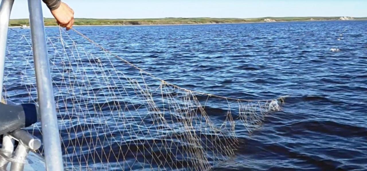 Объектами водных биологических ресурсов. Рыболовный участок. Рыбохозяйственный комплекс России. Рыбопромысловые участки. Объекты водных биологических ресурсов.